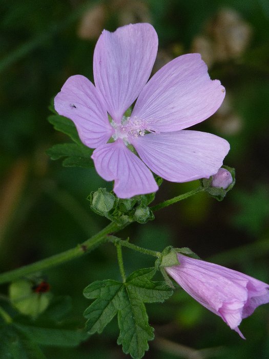 Malva alcea fleur